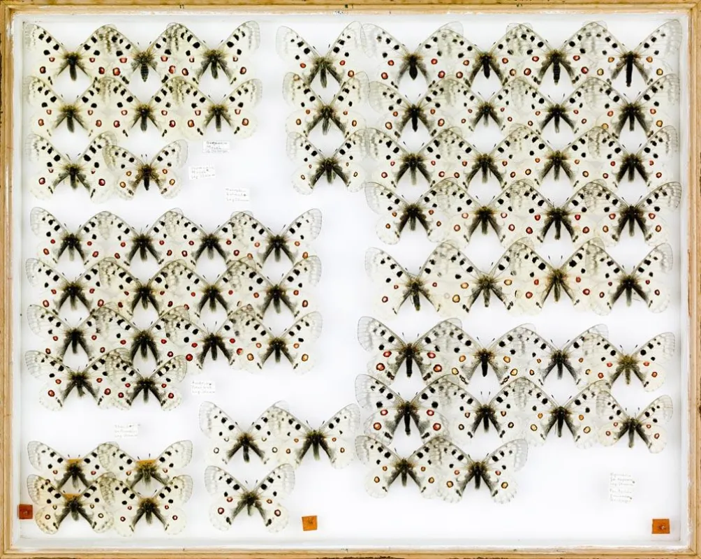 Thomas Zika: Zuchtapollos (2008), C-Print/ Plexiglas, ca. 120 x 170 cm
