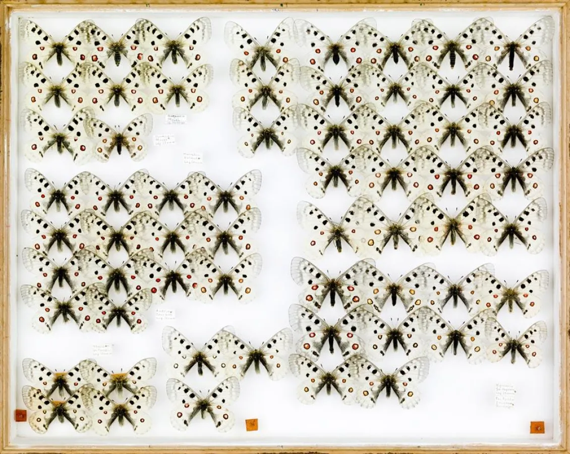 Thomas Zika: Zuchtapollos (2008), C-Print/ Plexiglas, ca. 120 x 170 cm