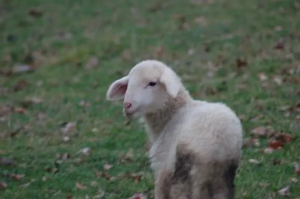 Bild: Neue Plattform über Umwelt, Natur und Bioprodukte