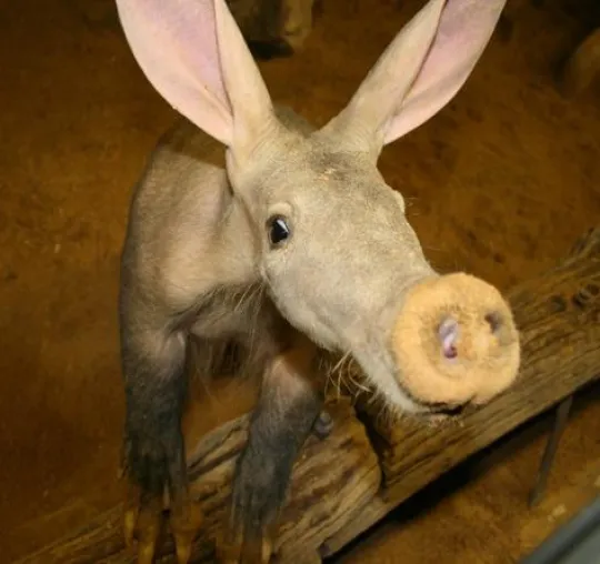 Bild: Erdferkel „Magic caplon“ wird neues Tier-Patenkind und Maskottchen der Saarbrücker IT-Spezialisten