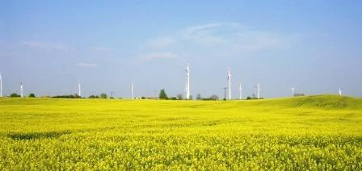 Raps und Windenergie in der Uckermark
