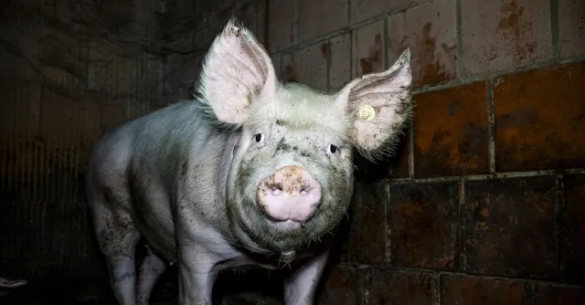 Bild: Nach Westfleisch-Skandal: Schlachtkonzern gerät unter Druck - Staatsanwaltschaft ermittelt gegen Zulieferer