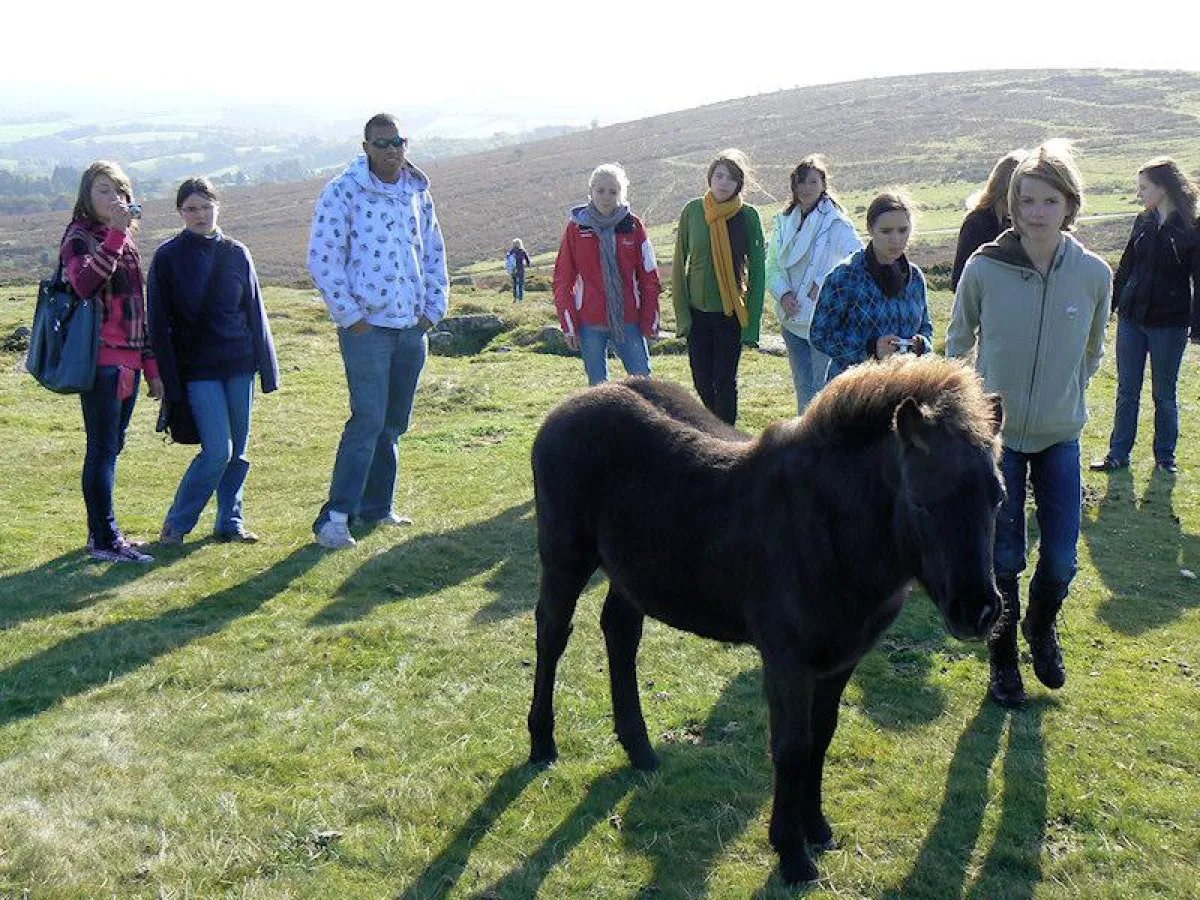 Freilaufende Ponies im Dartmoor National Park