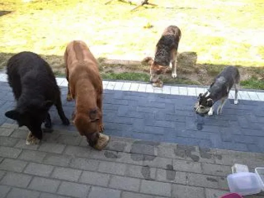 Das JoJo-Wetter macht auch Tiere verrückt Bild: Das JoJo-Wetter macht auch Tiere verrückt