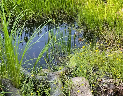 Bild: Grüne Oase auf dem Weg zum Naturgarten – wer kommt mit?