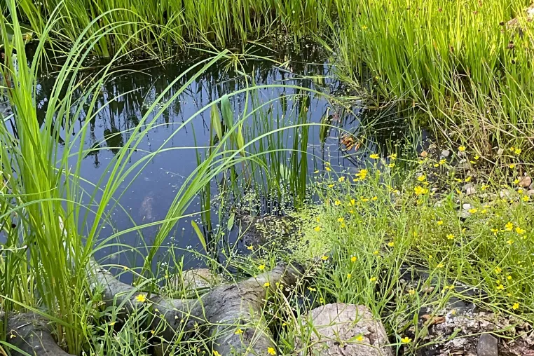 Bild: Grüne Oase auf dem Weg zum Naturgarten – wer kommt mit?