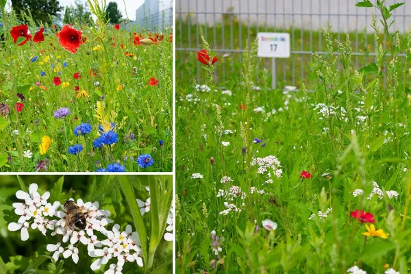 Bild: terminic goes green(er): Eine Blühwiese für die Wildbienen