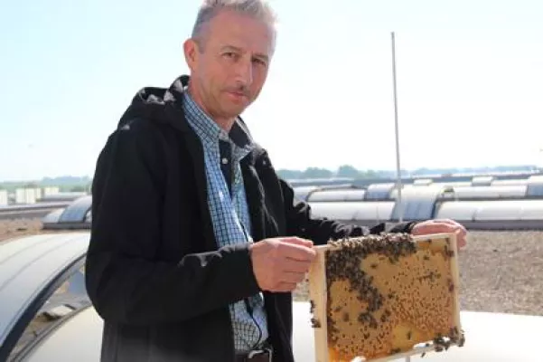 Fleißige Bienen auf dem Dach des Versandzentrums: Hermes Fulfilment wird im Juni ersten Honig ernten Bild: Fleißige Bienen auf dem Dach des Versandzentrums: Hermes Fulfilment wird im Juni ersten Honig ernten