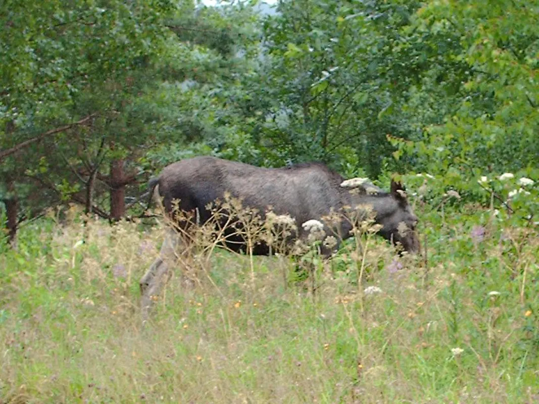 Kanutour in Schweden