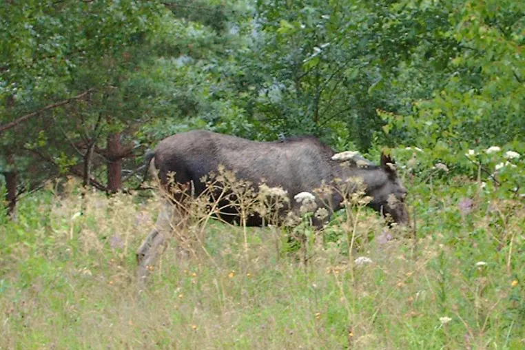 Kanutour in Schweden Bild: Kanutour in Schweden