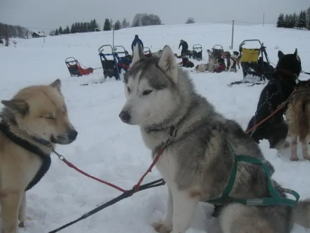 Huskytouren im Französischen Jura Bild: Huskytouren im Französischen Jura