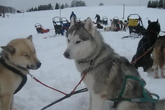 Bild: Huskytouren im Französischen Jura