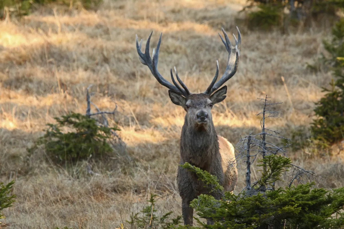 Auch der Hirsch wird beim