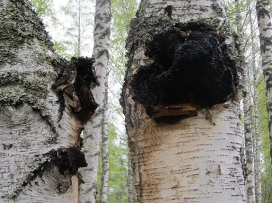 Bild: Chaga Pilz (lat. inonotus obligus)