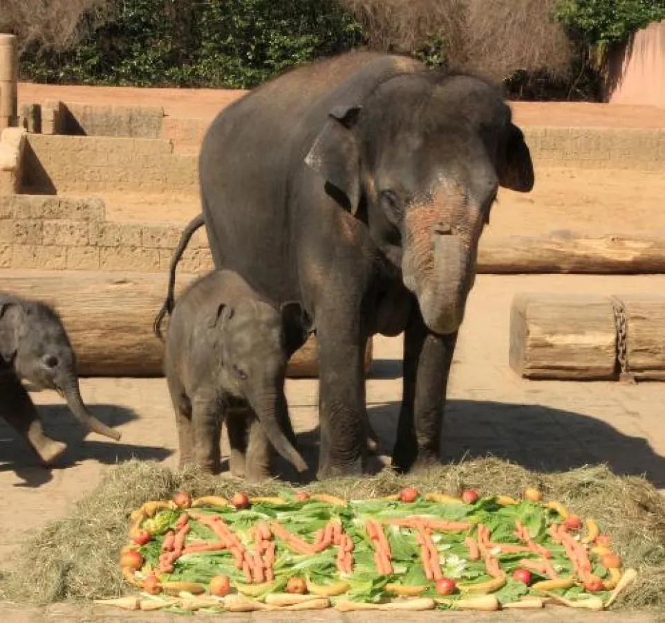 Mutter Farina und Elefantenbaby Amithi vor dem Taufgeschenk. Foto: Zoo Hannover