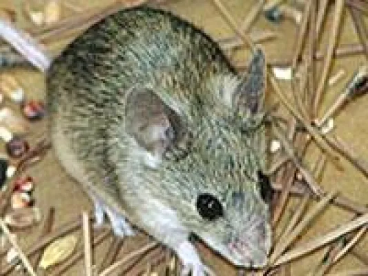 Bild: DCRS:Untergang der Esskultur - Jetzt fressen die Franzosen schon Mäuse