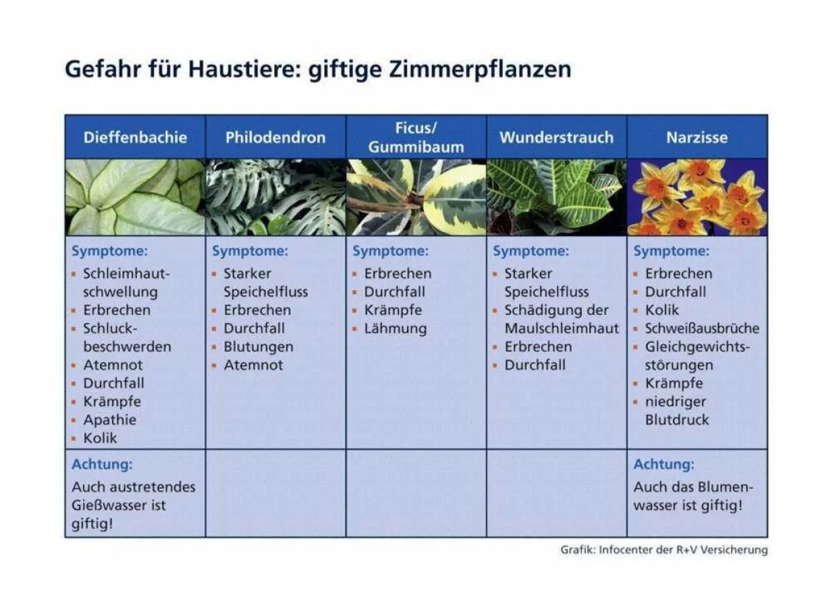 Haustieren fehlt häufig der natürliche Instinkt, welche Pflanzen für sie giftig sind und welche nicht. Experten raten daher: Giftige Zimmerpflanzen besser aus der Umgebung der Vierbeiner entfernen.