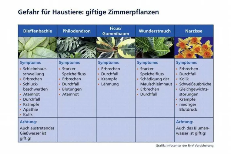 Bild: Zimmerpflanzen: für Menschen harmlos, für Haustiere gefährlich