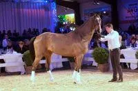 Bild: Spitzenumsatz auf der 15. Internationalen Springpferdeauktion von Hetzel Horses