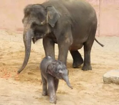 Bild: Das erste von fünf Elefantenbabys im Erlebnis-Zoo Hannover ist da