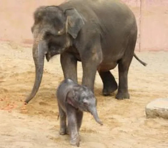 Das erste von fünf Elefantenbabys im Erlebnis-Zoo Hannover ist da Bild: Das erste von fünf Elefantenbabys im Erlebnis-Zoo Hannover ist da