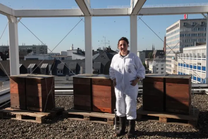 Bild: 240.000 neue „Mitarbeiterinnen“ - vier weitere Bienenvölker angesiedelt