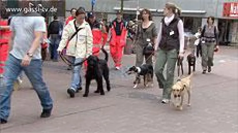 Bild: Bewerbung bei der Rettungshundestaffel