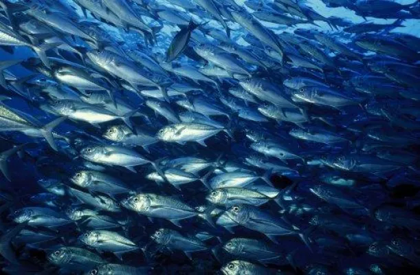 Bild: PETA warnt vor Unfruchtbarkeitswelle in Rheinland-Pfalz und Saarland / Gefahr durch Verzehr von Fisch