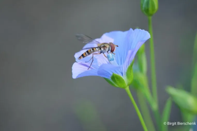 Bild: Win-Win-Situation Arznei- und Gewürzpflanzen + Bestäuber-Insekten