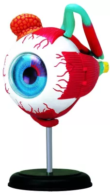 Bild: Kleines, schau ins Auge - 3D-Anatomie-Modelle für Kinder
