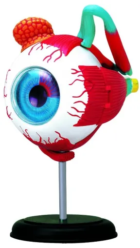Bild: Kleines, schau ins Auge - 3D-Anatomie-Modelle für Kinder