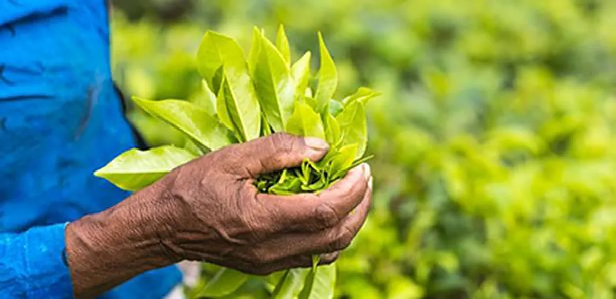Grüner Tee und Resveratrol bei Gelenkproblemen (Foto: © yotrakbutd/fotolia)