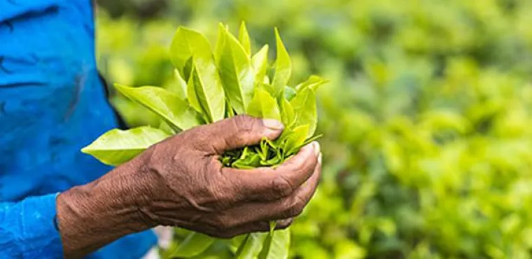 Grüner Tee und Resveratrol bei Gelenkproblemen Bild: Grüner Tee und Resveratrol bei Gelenkproblemen