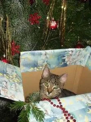 Bild: Deutscher Tierhilfe Verband warnt: Tiere sind keine Weihnachtsgeschenke
