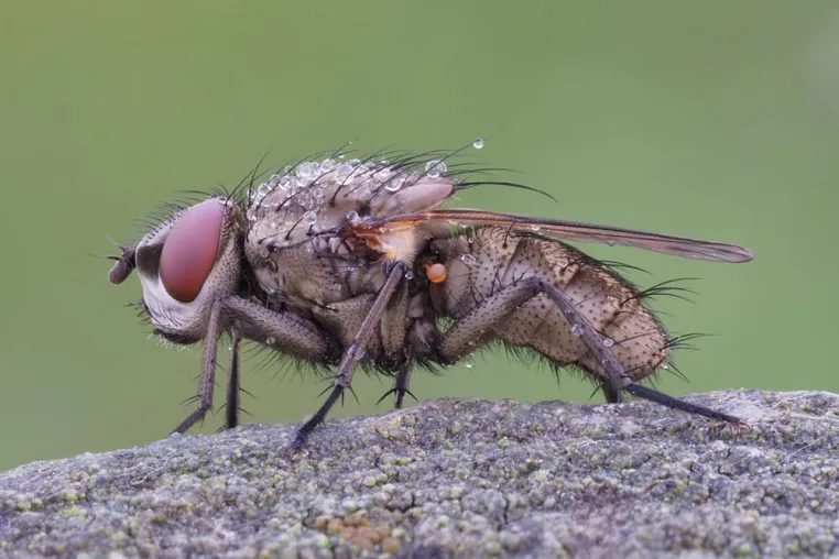 Makroaufnahmen zeigen Ästhetik von Insekten Bild: Makroaufnahmen zeigen Ästhetik von Insekten