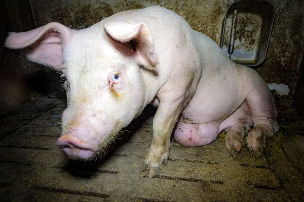 Bild: Aufgedeckt: "Tierwohl-" und Vorzeige-Mäster quält Schweine - ANINOVA erstattet Strafanzeige