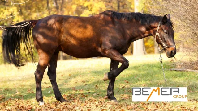 Bild: Bemer Magnetfeldtherapie für Tiere - Wirksame und erprobte Heilmethode