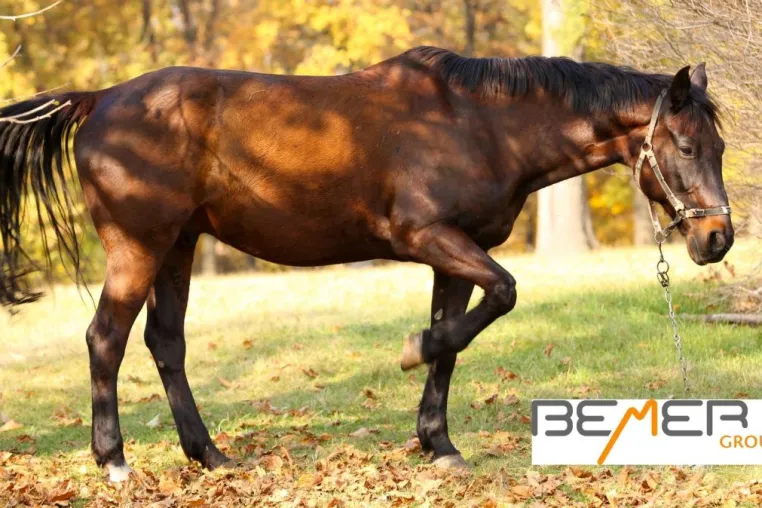 Bild: Bemer Magnetfeldtherapie für Tiere - Wirksame und erprobte Heilmethode