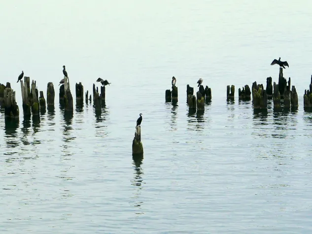 Bild: 21000 Kormorane abgeschossen