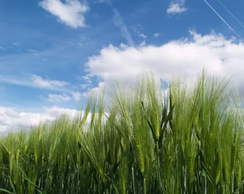 Klimawandel - Herausforderung für die Landwirtschaft Bild: Klimawandel - Herausforderung für die Landwirtschaft