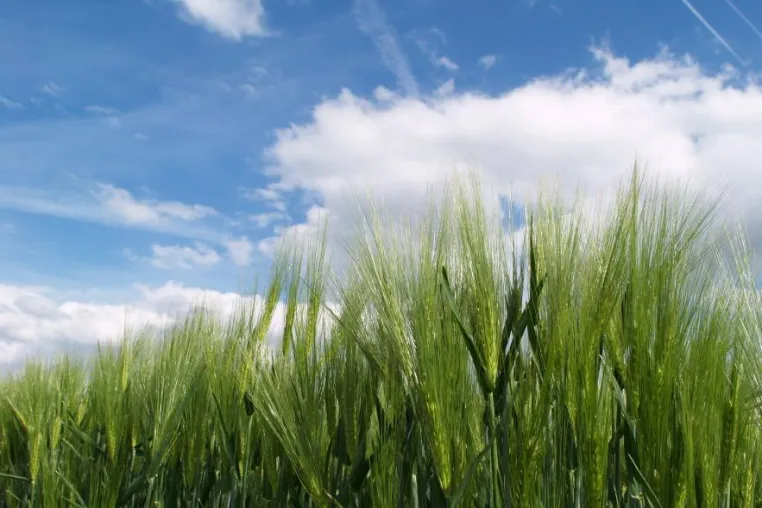 Bild: Klimawandel - Herausforderung für die Landwirtschaft