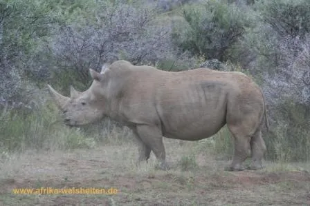 Ein echte Prinzessin bei Afrika-Weisheiten.de + über 120 Bücher und Autoren aus/über Afrika im Archiv Bild: Ein echte Prinzessin bei Afrika-Weisheiten.de + über 120 Bücher und Autoren aus/über Afrika im Archiv