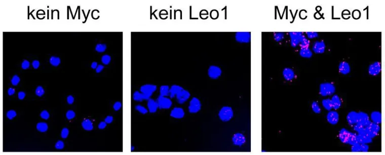 Partnervermittlung mit Konsequenzen Bild: Partnervermittlung mit Konsequenzen