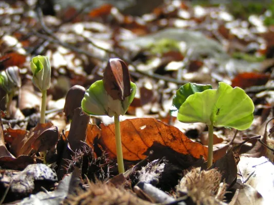 Bild: Wald 2.0 – Das Waldzertifizierungssystem FSC stellt seine neuen Richtlinien vor