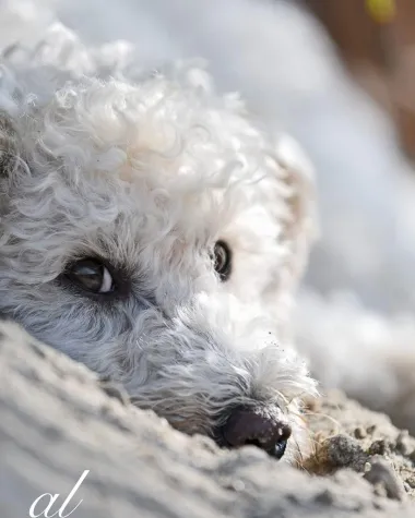 Bild: Neuer Tierkalender "Hunde in der Stadt"