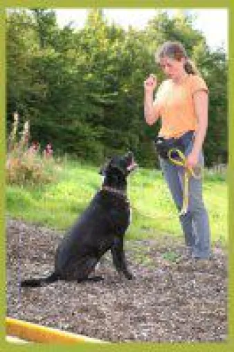 Bild: Landhotel in Bayern - Mit jedem „Click“ wird der Hund klüger
