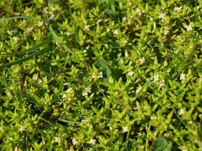 Bild: Nadelkraut bringt auf Norderney einheimische Arten in Bedrängnis