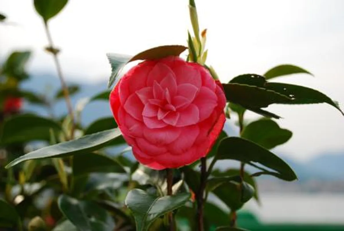 Camellia Japonica - Maggioni Tourist Marketing