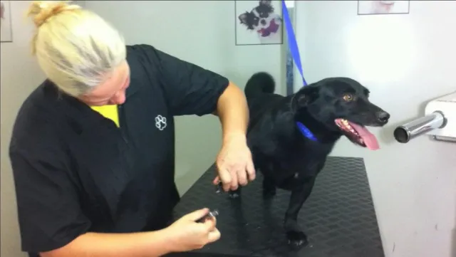 Bild: Haustiere – Tipps für Hundehalter: Warum Kürzen der Hundekrallen wichtig ist