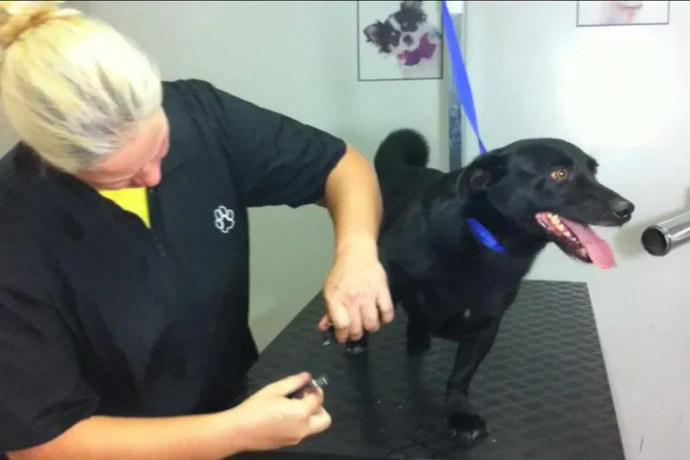 Bild: Haustiere – Tipps für Hundehalter: Warum Kürzen der Hundekrallen wichtig ist